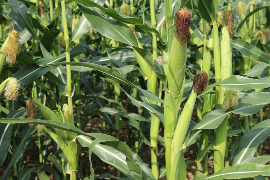 How Far Apart to Plant Corn? » Top Spacing Tips