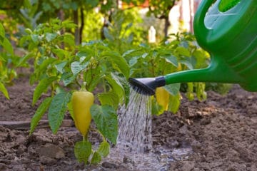 How Often to Water Pepper Plants - Garden.eco