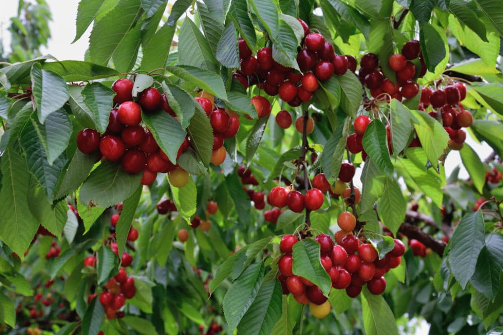 Can You Plant Cherry Pits Yes But It S Not Like Mom   How To Grow A Cherry Tree 1020x680 