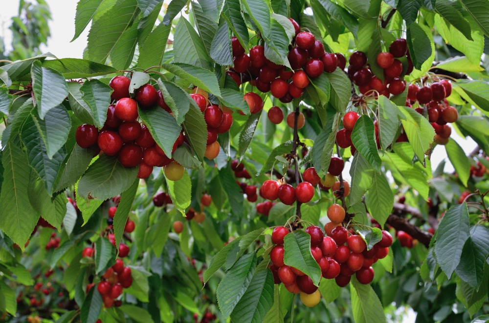 How To Grow A Cherry Tree Top Tips For Success