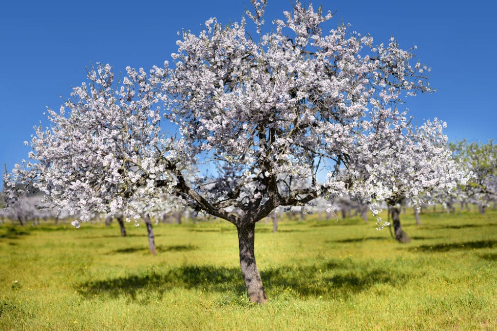 Almond Tree Zones » Tips on Proper Locations