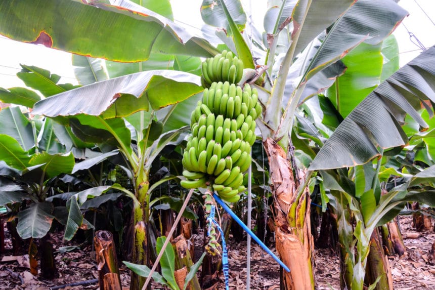 Where Do Bananas Grow? » Top Facts