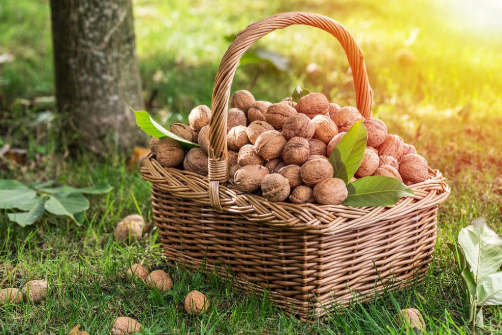 how-do-walnuts-grow-all-the-facts-tips