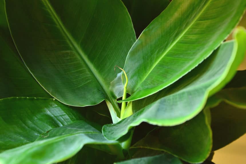 Banana Tree Care Tips To Keep It Happy Healthy   Indoor Banana Tree 860x573 