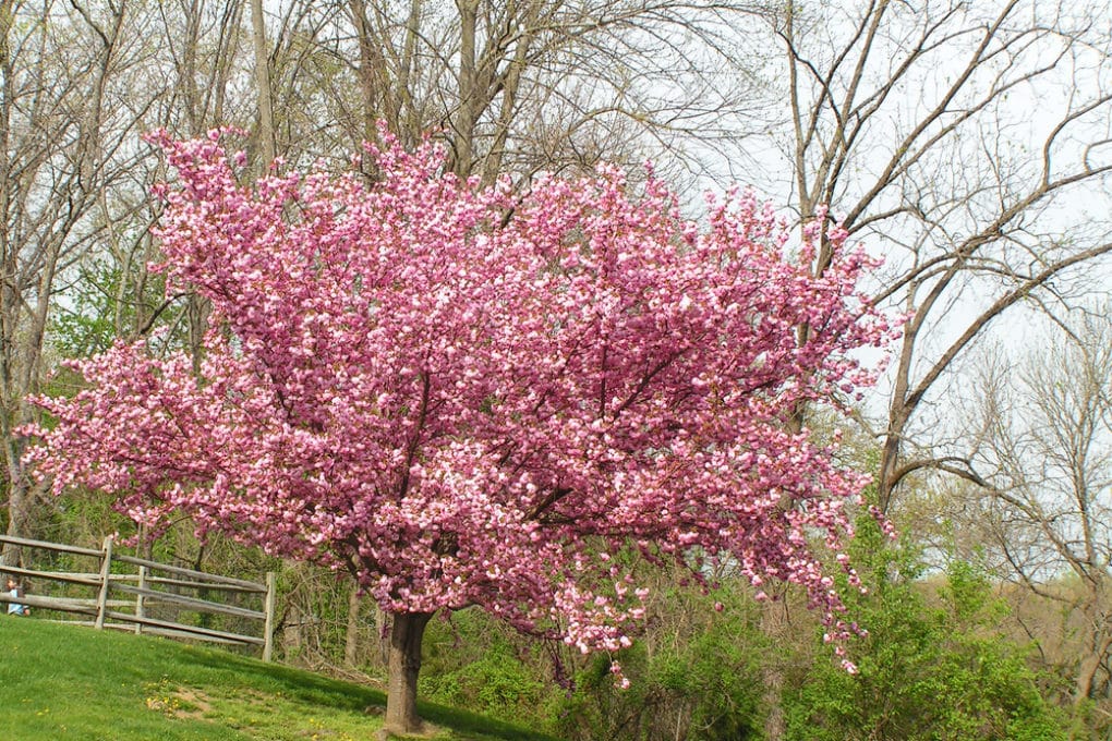 When to Plant Cherry Trees » Top Timing Tips