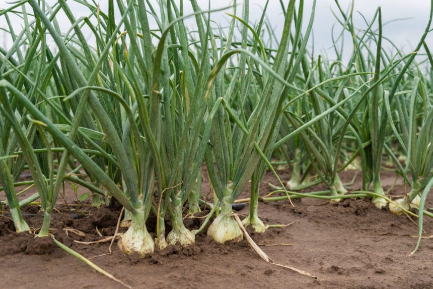 How to Get Rid of Onion Grass Garden.eco