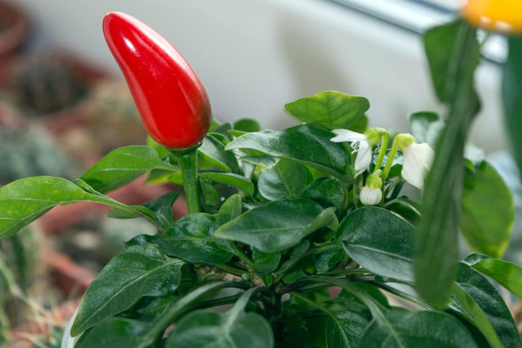 How Far Apart To Plant Peppers - Garden.eco