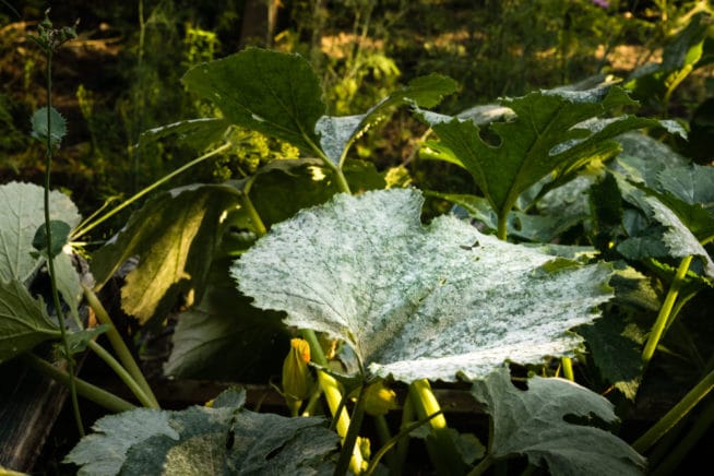 Powdery Mildew On Cucumbers Treatment And Prevention Gardeneco