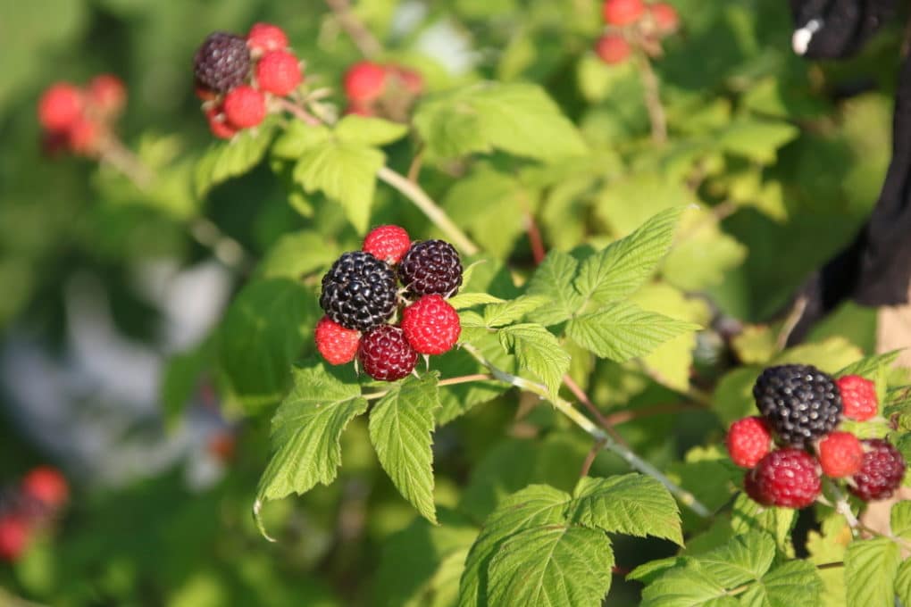 Pruning Thornless Blackberries: Why, When And What - Garden.eco