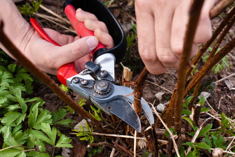 Pruning Black Raspberries » All The Top Tips