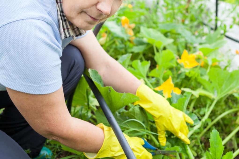 white-spots-on-your-zucchini-leaves-what-it-is-what-to-do