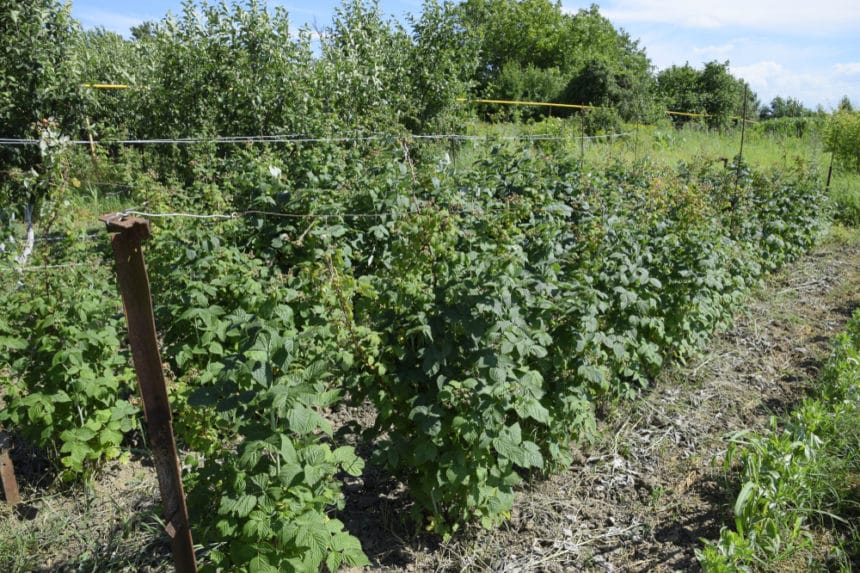 Raspberry Trellis Tips To Grow Them Up High