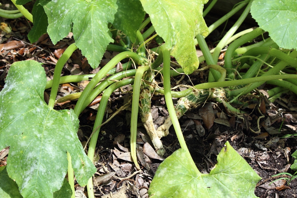 Squash Diseases Tips On Identification Control