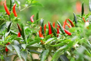 Thai Chili Plant » Tips for Growing Some Spicy Flavor