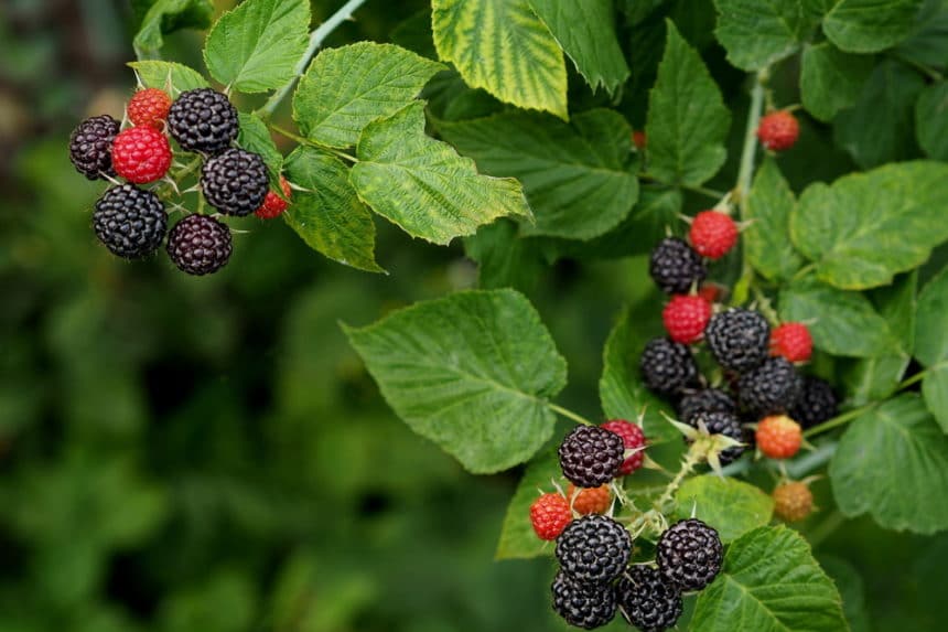 Growing Raspberries In Containers All The Top Tips