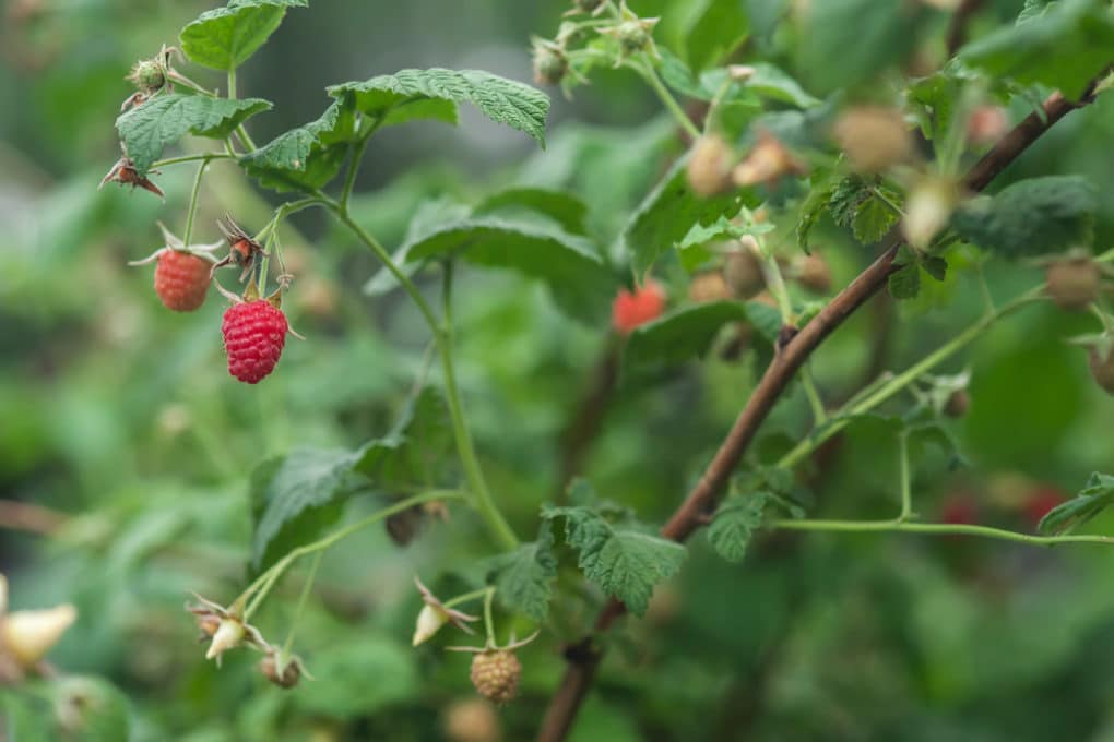 Raspberry Diseases Tips On Identification And Control