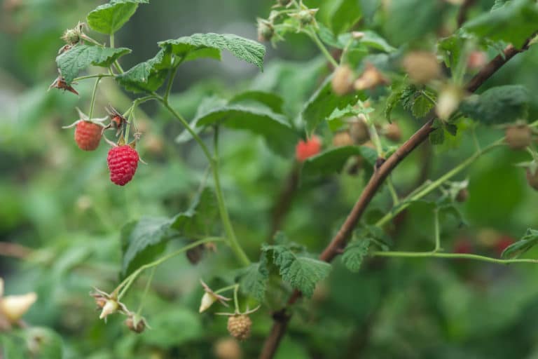 Transplanting Raspberries Top Planting Tips