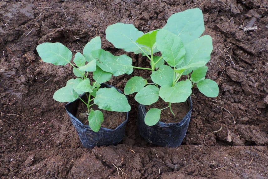 Fertilizing Eggplant Top Tips For Feeding Them Right