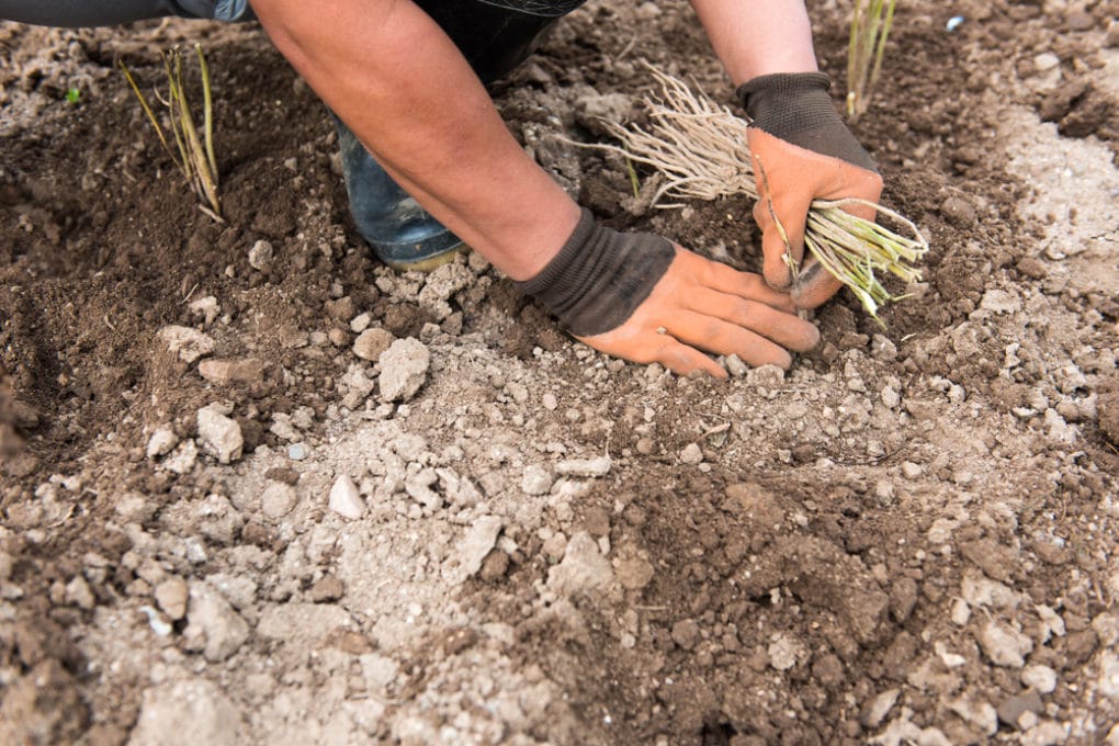 Asparagus Fertilizer » What, How & When to Feed