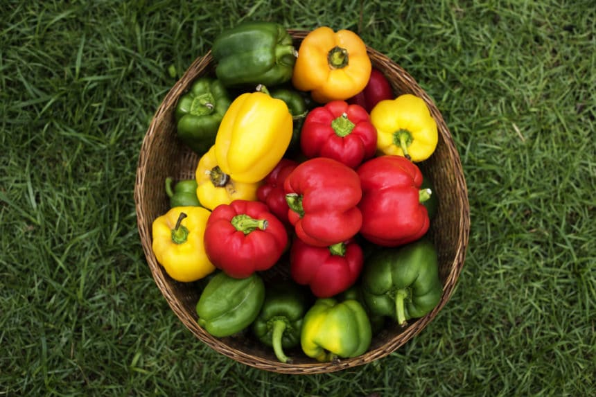 When to Pick Red Bell Peppers Garden.eco