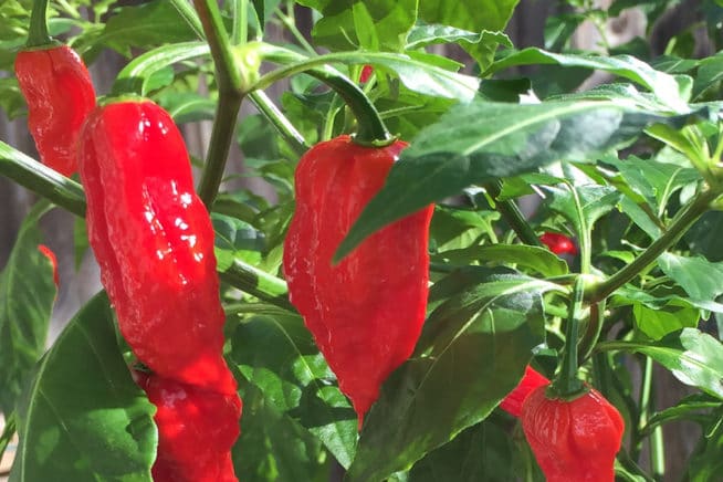 How to Dry Ghost Peppers » Keeping Them Tasty