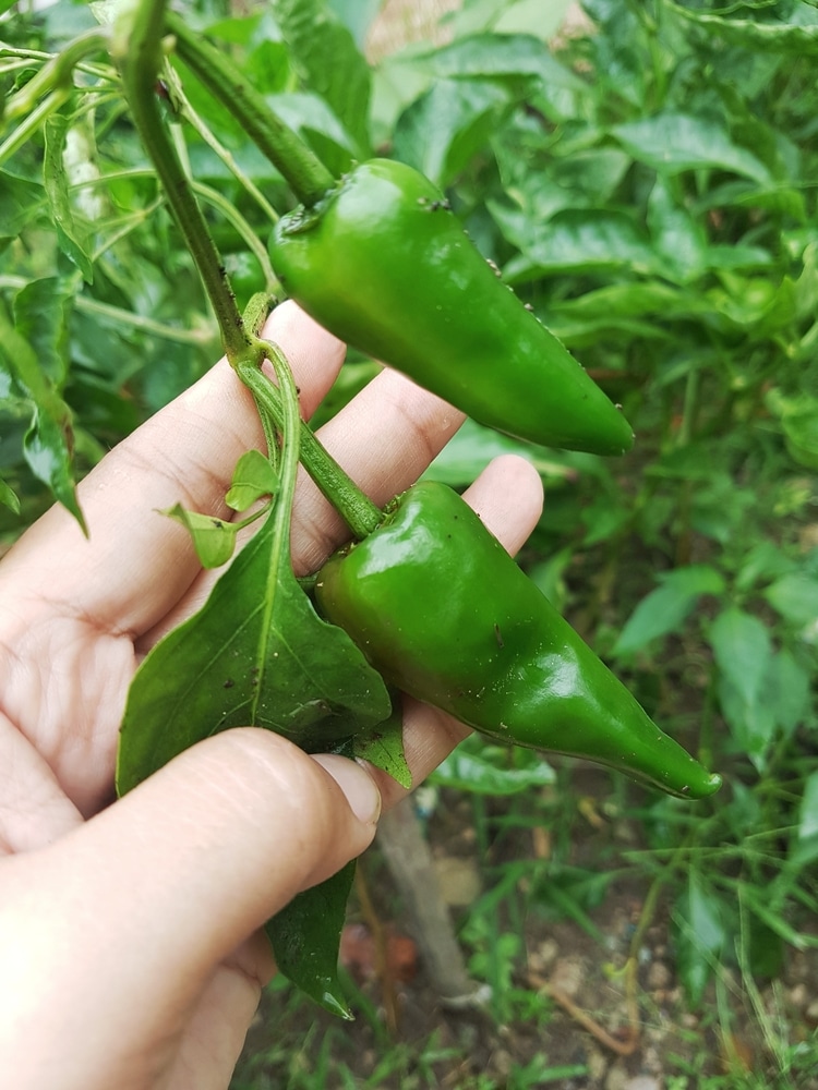 When To Pick Jalapeno Peppers Top Picking Tips