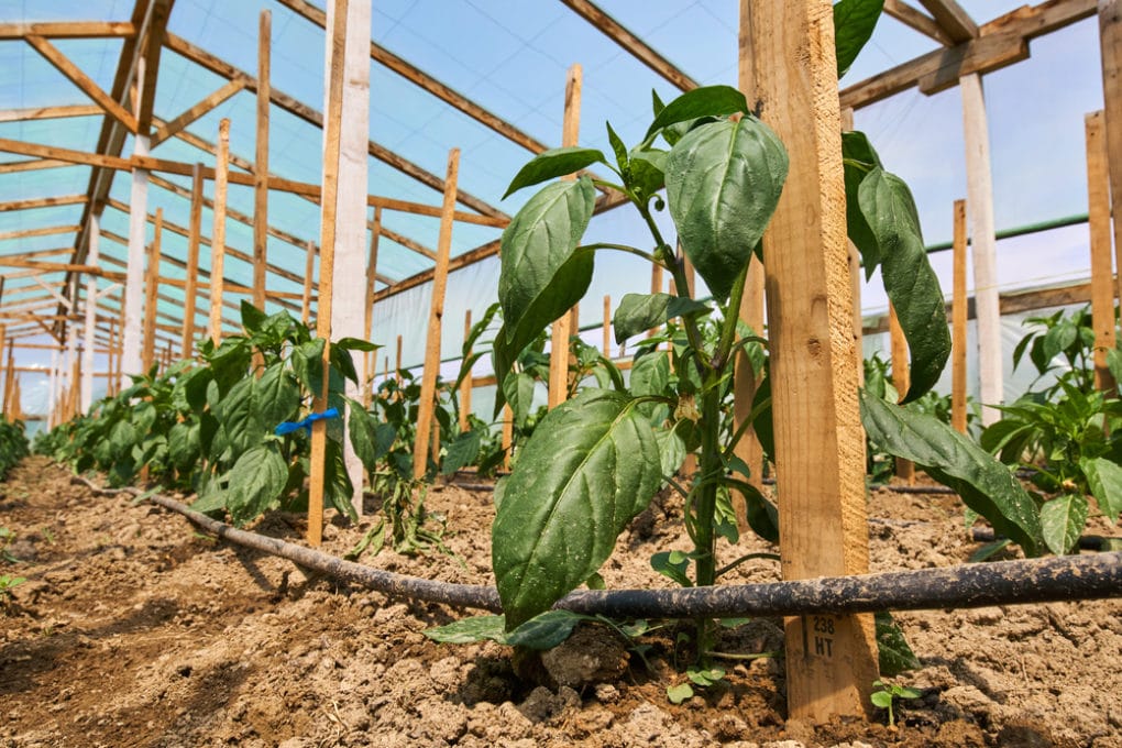 How Far Apart To Plant Shishito Peppers : Start seeds indoors about 8