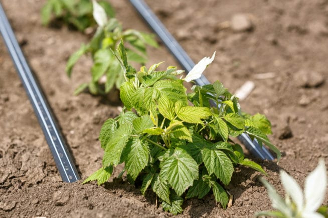 Growing Raspberries is Easy as Pie