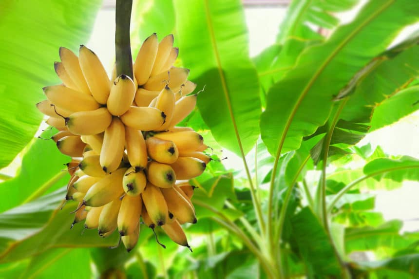 where-do-bananas-grow-top-facts