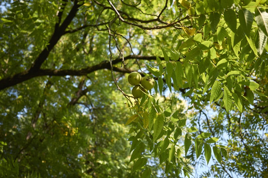 Do Walnut Trees Grow Walnuts Every Year at Gary Knowles blog