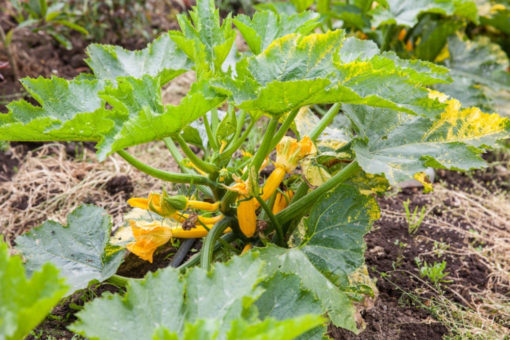 Zucchini plant flowers information