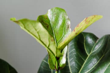 Brown Spots on Fiddle Leaf Fig » Top Tips