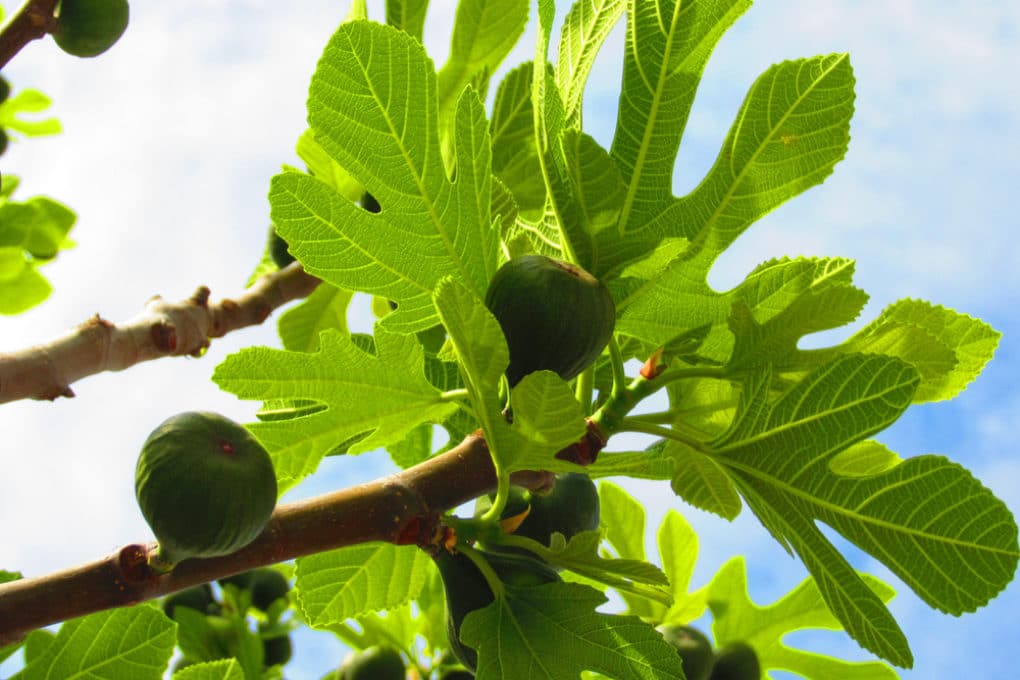 Brown Spots on Fiddle Leaf Fig » Top Tips