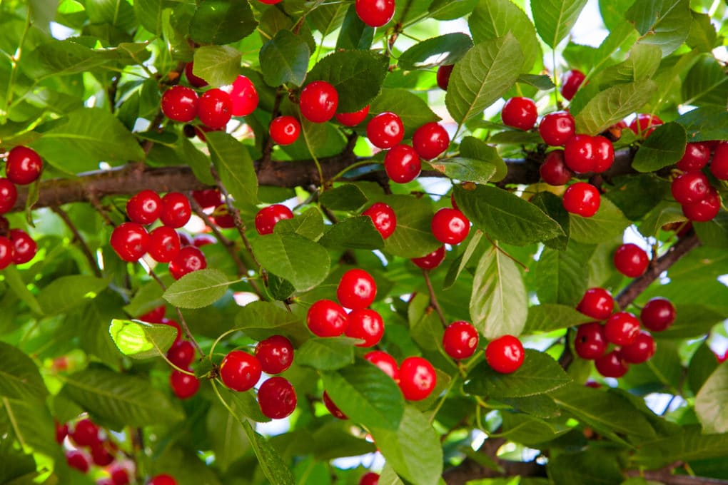 Can You Plant Cherry Pits Yes But It S Not Like Mom   Cherry Tree Fertilizer 1020x680 