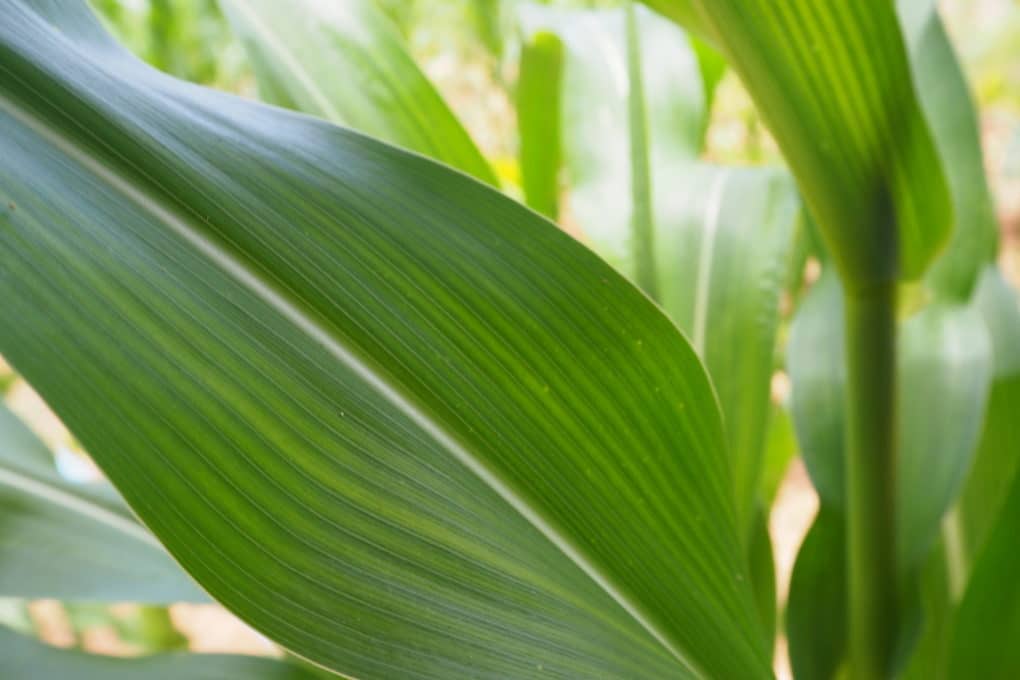 my-corn-plant-keeps-having-its-leaves-turn-yellow-as-well-as-wrinkles