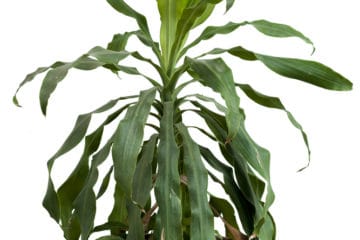 houseplant stalks companions resemble