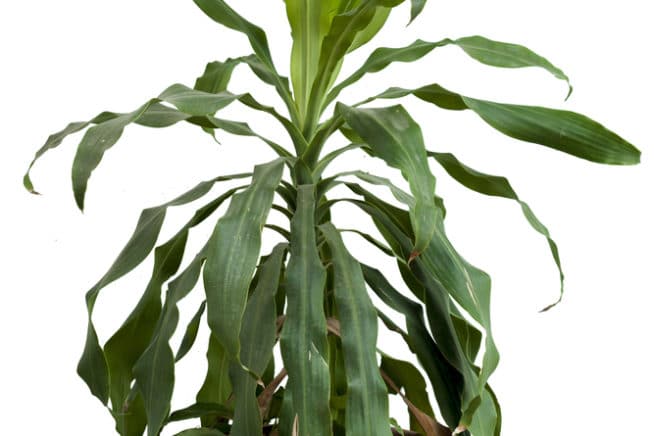 corn plant with green stem