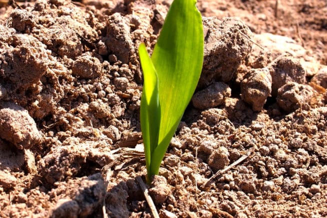 When To Fertilize Corn? » Top Timing Tips