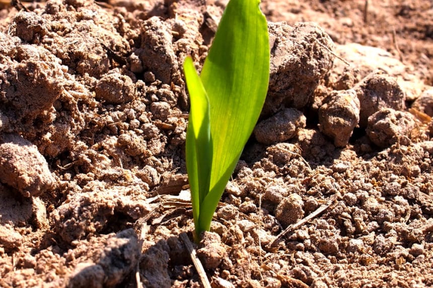 corn-plant-care-tips-on-keeping-them-happy-healthy