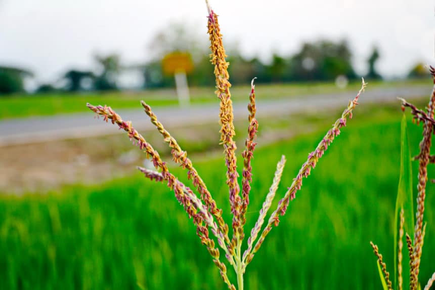 corn-tassel-facts-on-what-it-is-purpose