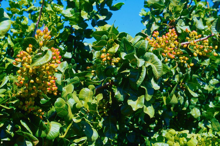 When Do Fig Trees Bloom? » Top Timing Tips