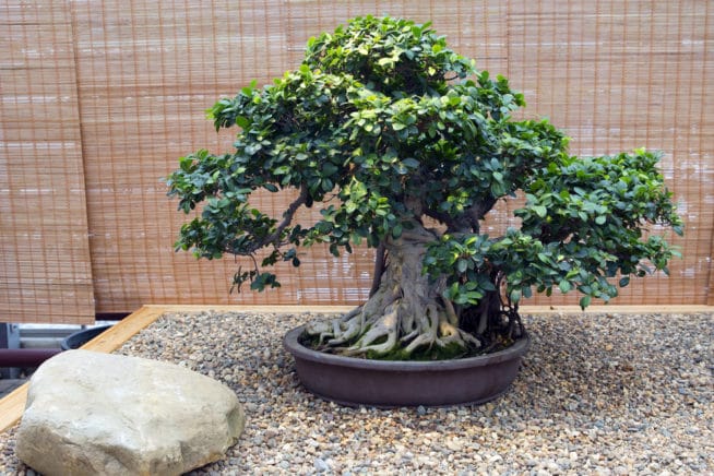 Fig Bonsai » Tips on Keeping Things Small