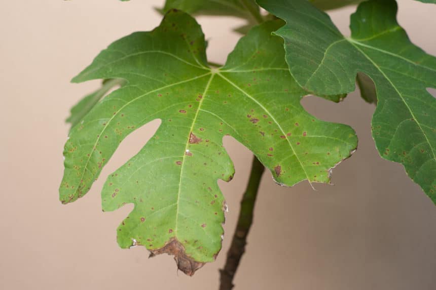 Fig Tree Diseases Tips On Identification And Control 