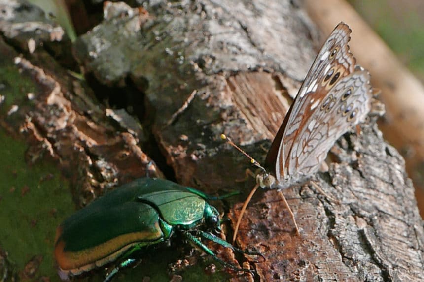 Figeater Beetle Tips On Identification And Control