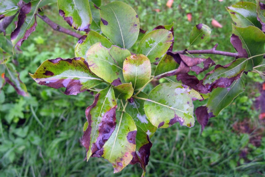 fire blight resistant pear