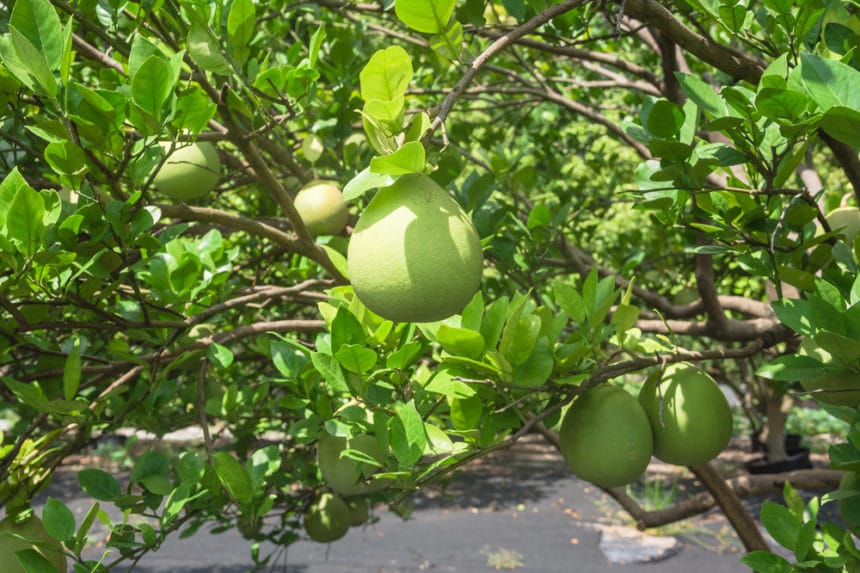 Pineapple Guava Hedge » Top Tips