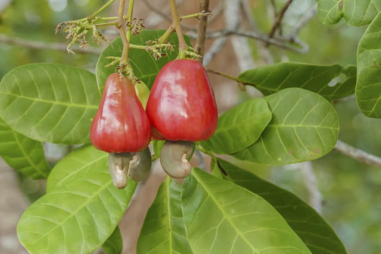 cashew trees ghana