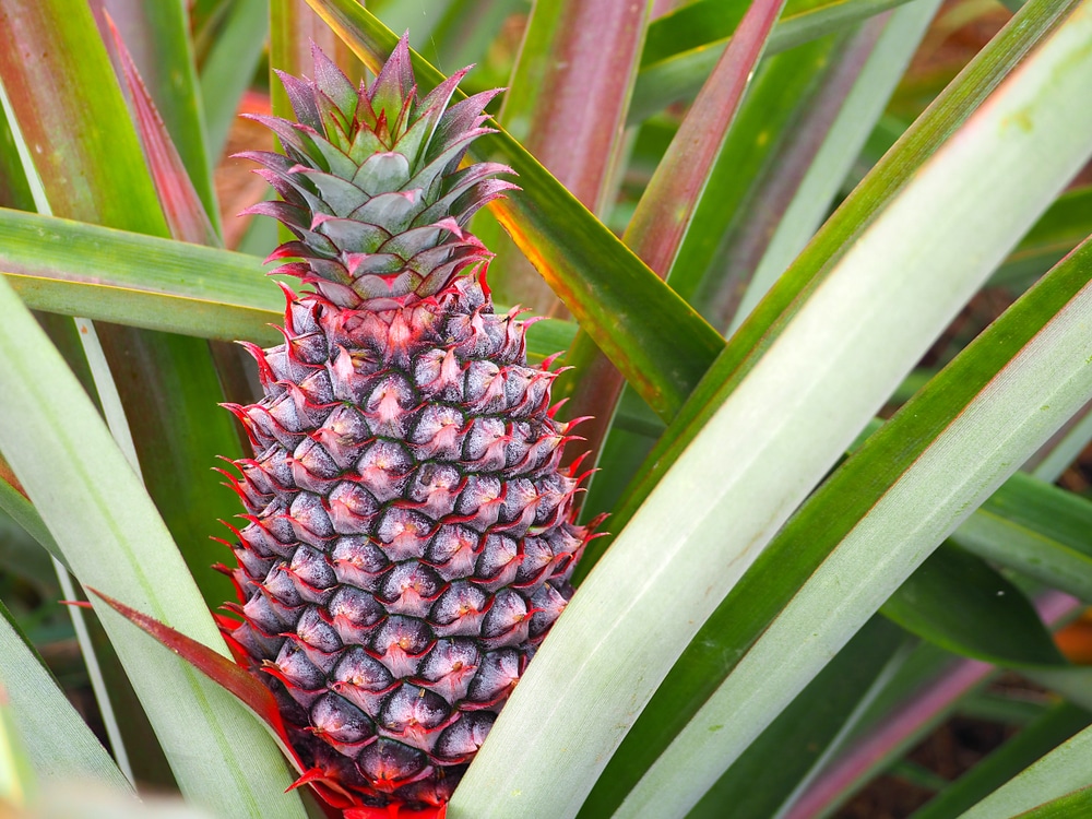 How Long Does It Take To Grow A Pineapple Garden eco