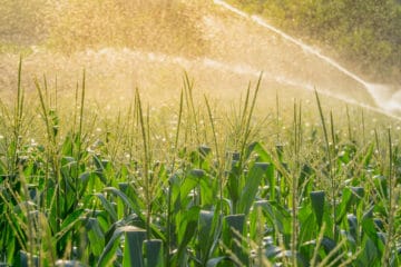 How Much Water Does Corn Need? » Top Tips