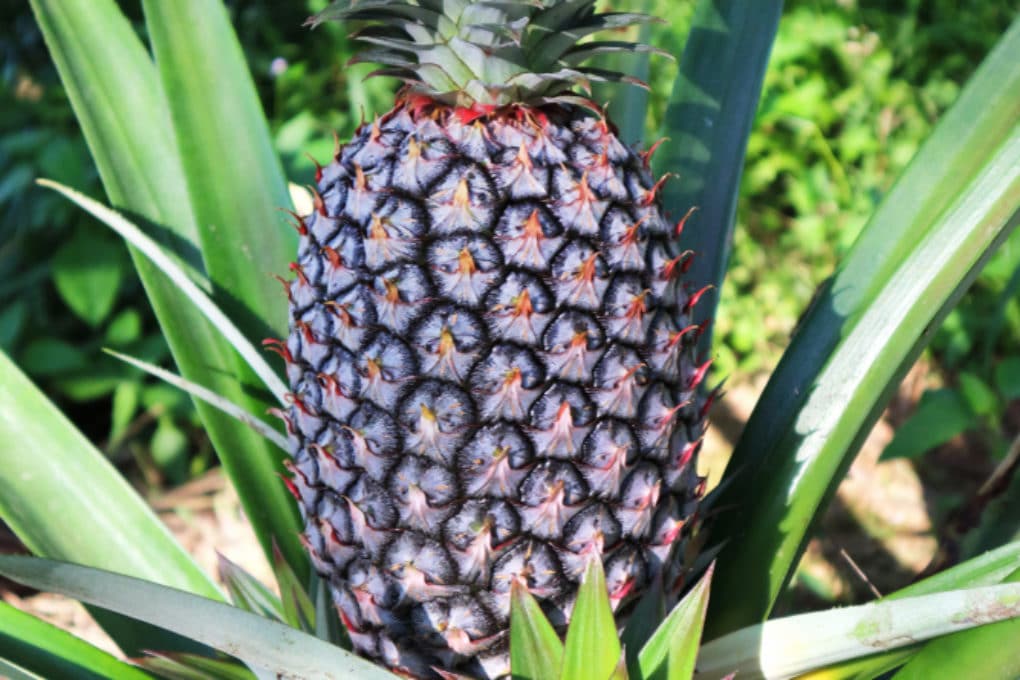 How To Care For A Pineapple Plant - Garden.eco